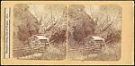 [Group of 3 Stereograph Views of Shanklin Chine, Isle of Wight, England], Unknown (British), Albumen silver prints