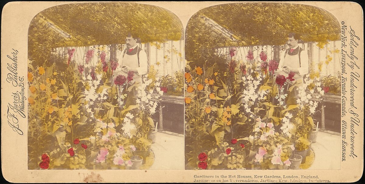 [Pair of Stereograph Views of the Royal Botanic Gardens, Kew Gardens, London, England], J. F. Jarvis (American), Albumen silver prints 