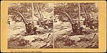 [Group of 15 Stereograph Views of Scotland and England], Unknown (British), Albumen silver prints