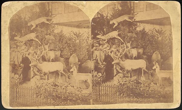 [Group of 66 Stereograph Views of the 1893 Chicago World's Fair and Columbian Exposition], Strohmeyer &amp; Wyman (American), Albumen silver prints