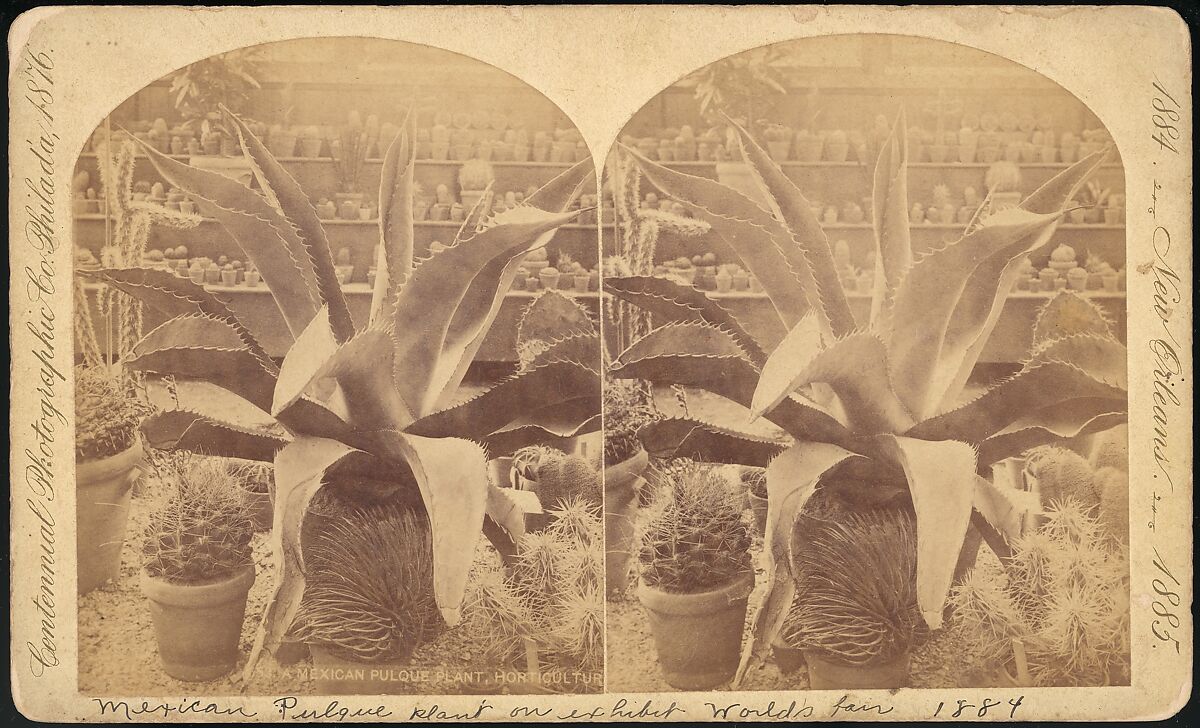 [Group of 18 Stereograph Views of the 1884/1885 New Orleans Centennial International Exhibition], Centennial Photographic Company (American, founded 1876), Albumen silver prints