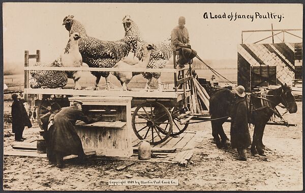 A Load of Fancy Poultry, William H. Martin (American, 1865–1940), Gelatin silver print 