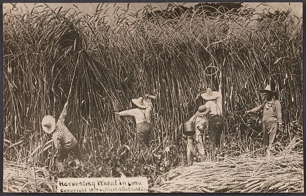 Harvesting Wheat in Iowa, William H. Martin (American, 1865–1940), Gelatin silver print 