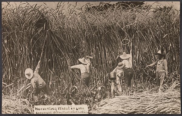 Harvesting Wheat in Iowa