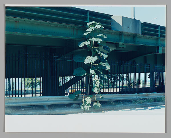 Bloom, Moyra Davey (American, born Toronto, 1958), Chromogenic print