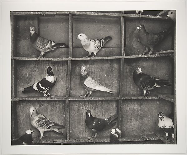 Pigeon Roost, India, Fazal Sheikh (American, born 1965), Inkjet print 