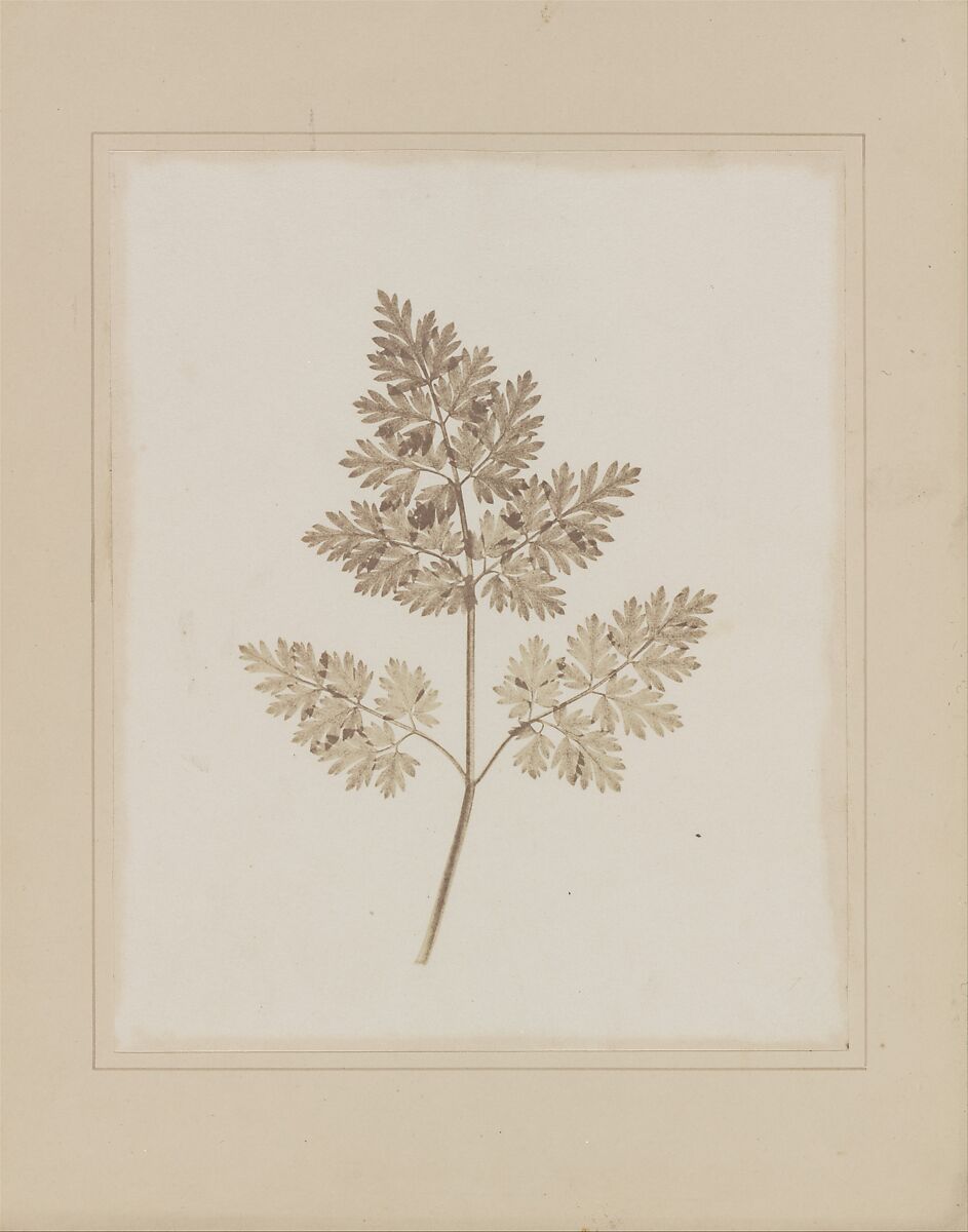 Leaf of a Plant, William Henry Fox Talbot (British, Dorset 1800–1877 Lacock), Salted paper print from paper negative 