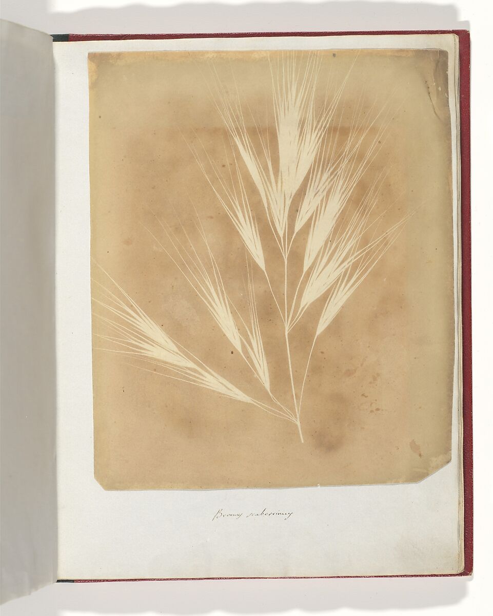 Bromus Maximus, Genoa, William Henry Fox Talbot (British, Dorset 1800–1877 Lacock), Salted paper print 