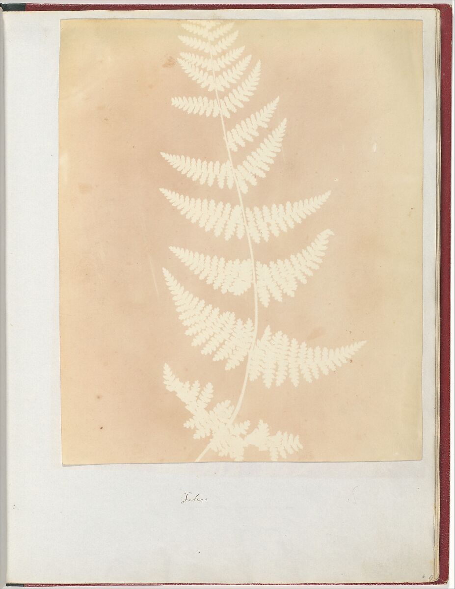 Felce, William Henry Fox Talbot (British, Dorset 1800–1877 Lacock), Salted paper print 