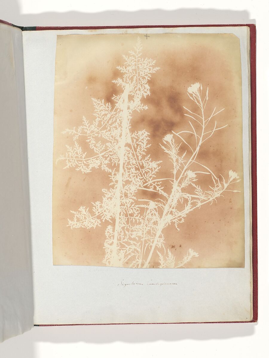 Sisymbrium Cumingianum, William Henry Fox Talbot (British, Dorset 1800–1877 Lacock), Salted paper print 