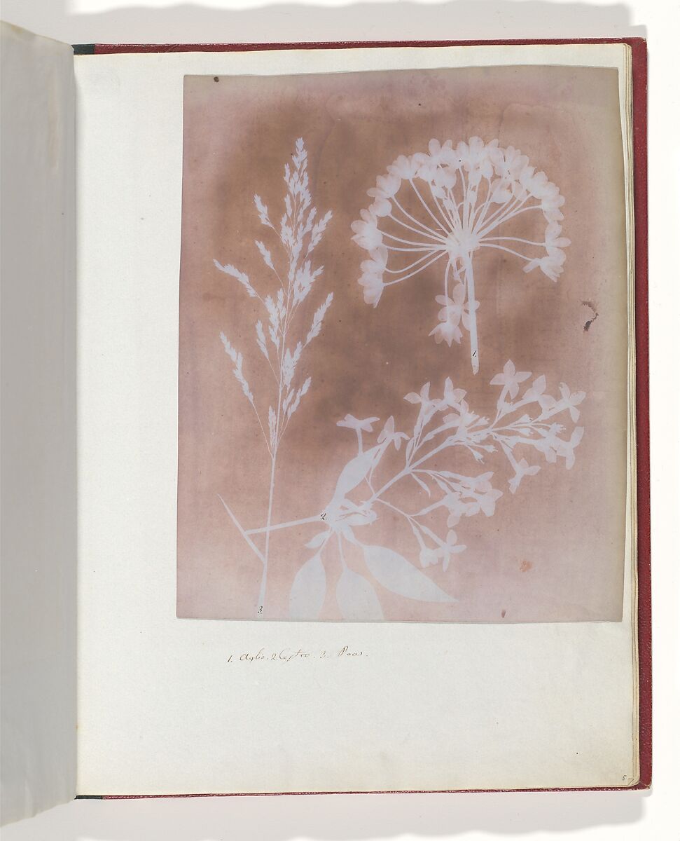 1. Aglio. 2. Cestro. 3. Poa., William Henry Fox Talbot (British, Dorset 1800–1877 Lacock), Salted paper print 