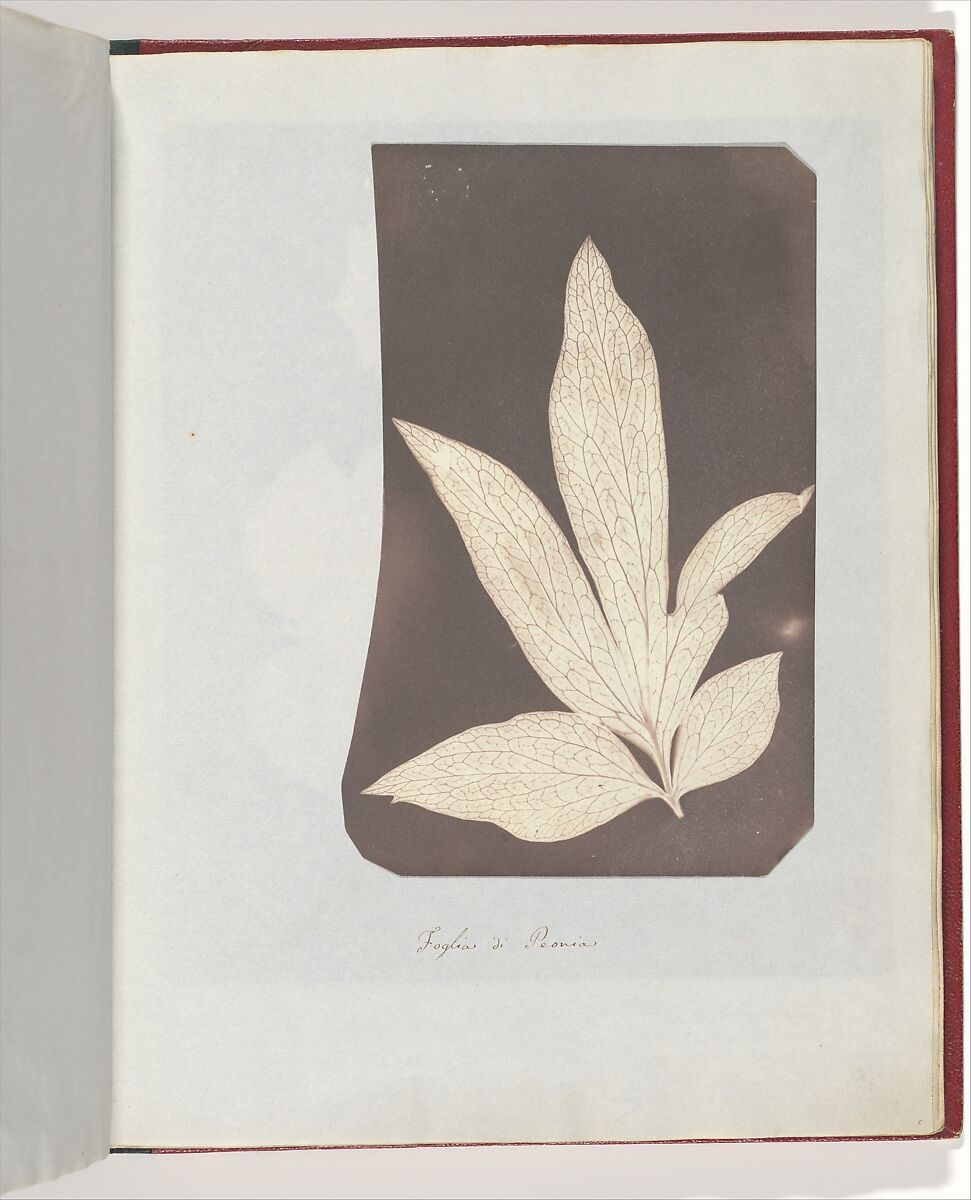 Foglia di Peonia, William Henry Fox Talbot (British, Dorset 1800–1877 Lacock), Salted paper print 