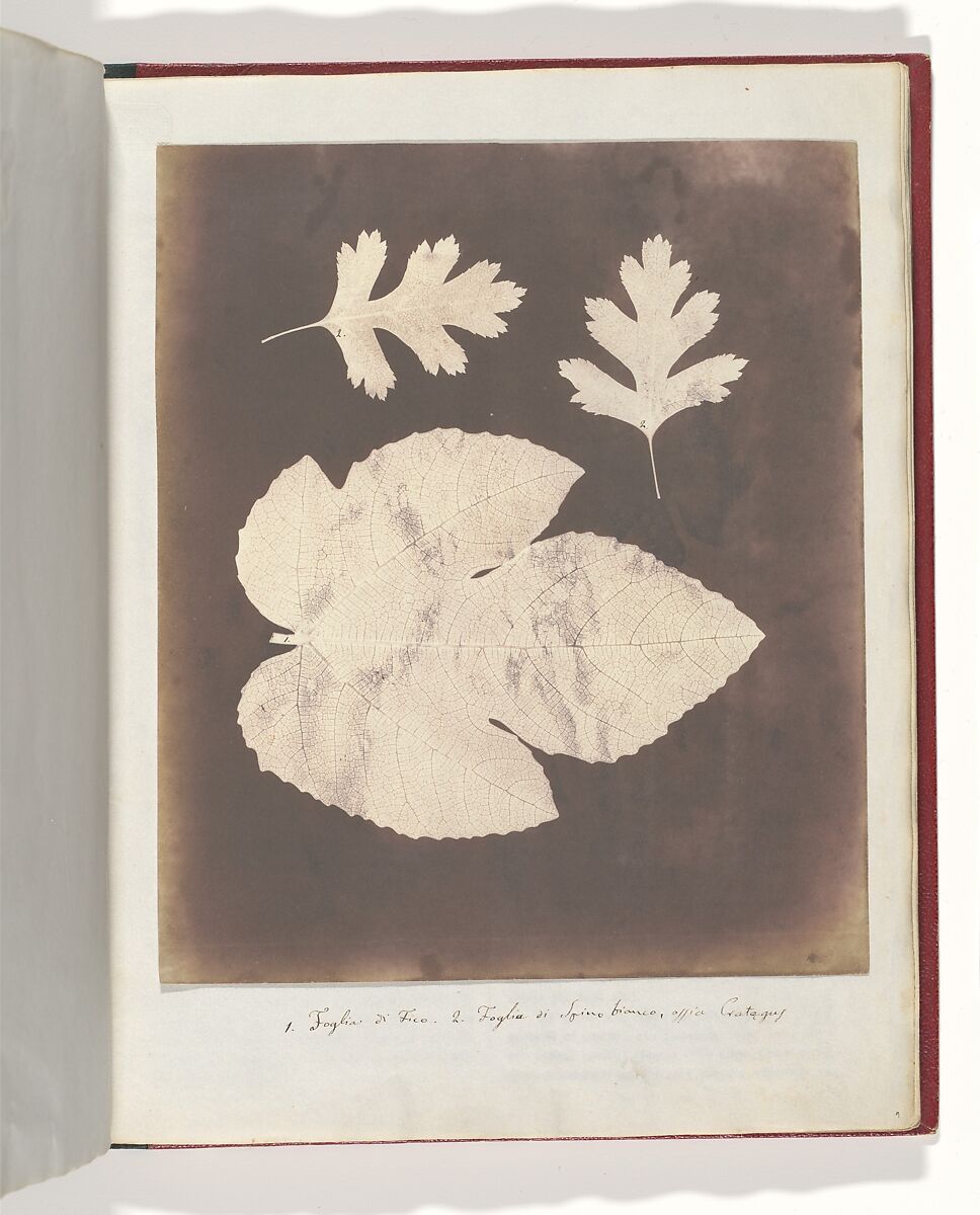 1. Foglia di Fico. 2. Foglia di Spino bianco, ossia Crataegus, William Henry Fox Talbot (British, Dorset 1800–1877 Lacock), Salted paper print 