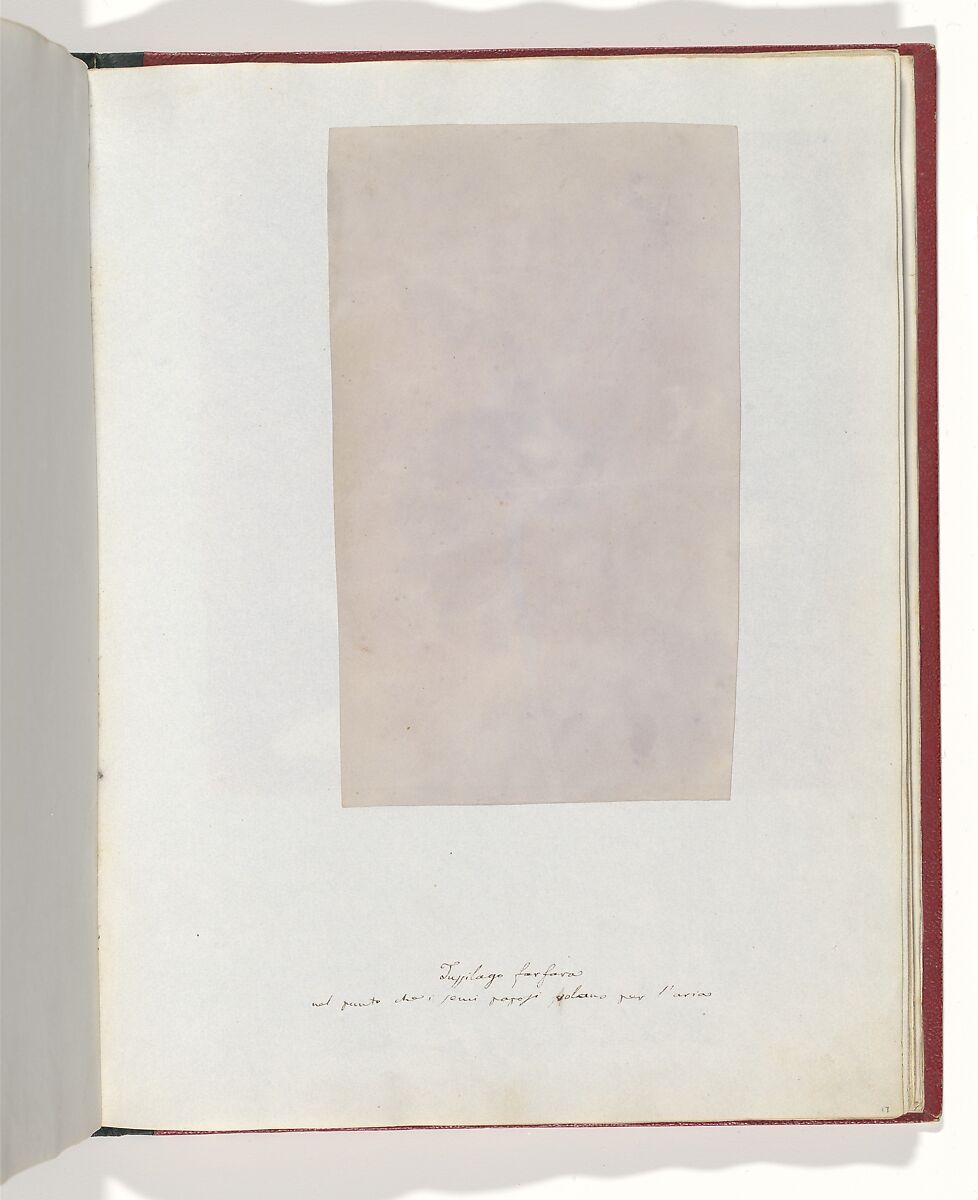Tussilago Farfara, William Henry Fox Talbot (British, Dorset 1800–1877 Lacock), Salted paper print 