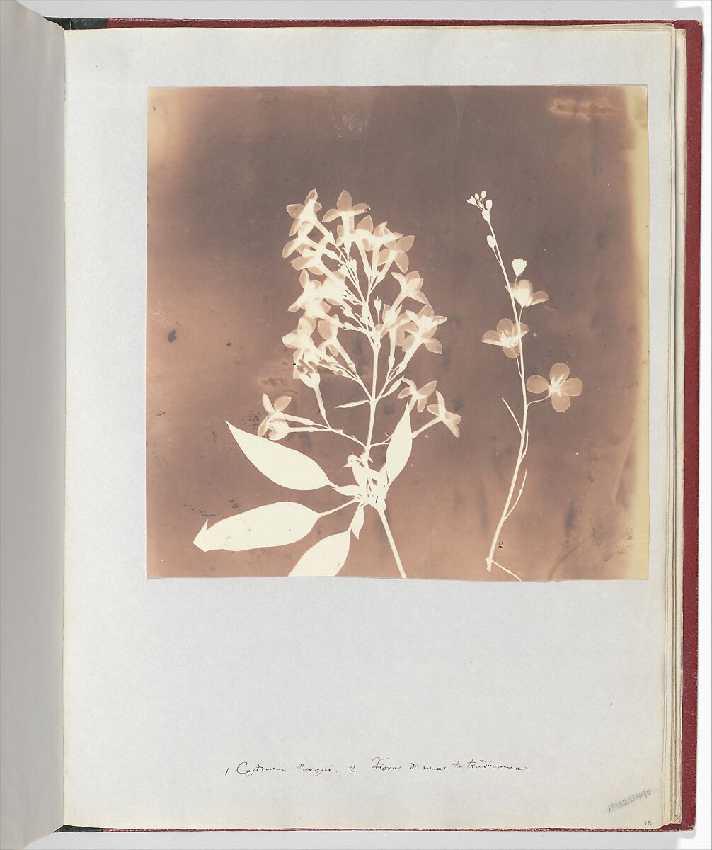 1. Cestrum Parqui. 2. Fiora di una tetradinama., William Henry Fox Talbot (British, Dorset 1800–1877 Lacock), Salted paper print 