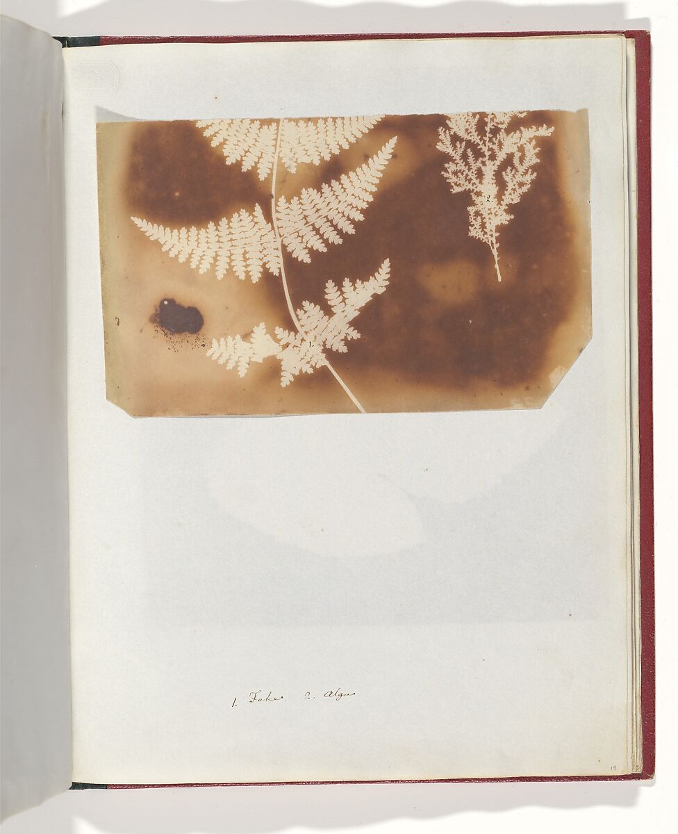 1. Felce. 2. Alga, William Henry Fox Talbot (British, Dorset 1800–1877 Lacock), Salted paper print 