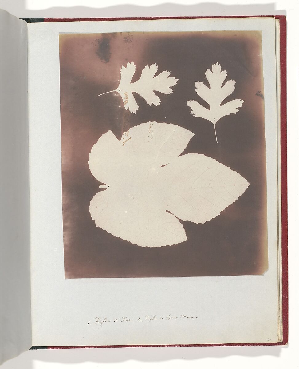 1. Foglia di Fico. 2. Foglia di Spina Bianco, William Henry Fox Talbot (British, Dorset 1800–1877 Lacock), Salted paper print 