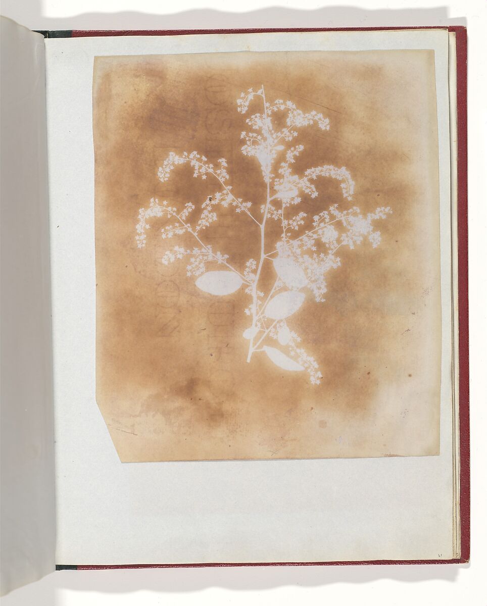 [Photogenic Drawing of a Plant], William Henry Fox Talbot (British, Dorset 1800–1877 Lacock), Salted paper print 