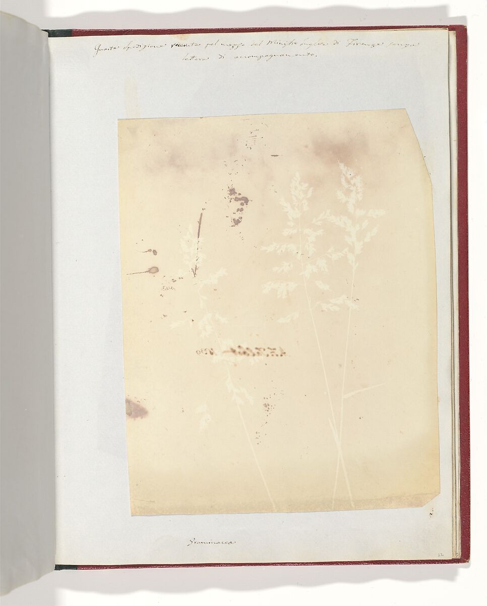 Graminacea, William Henry Fox Talbot (British, Dorset 1800–1877 Lacock), Salted paper print 