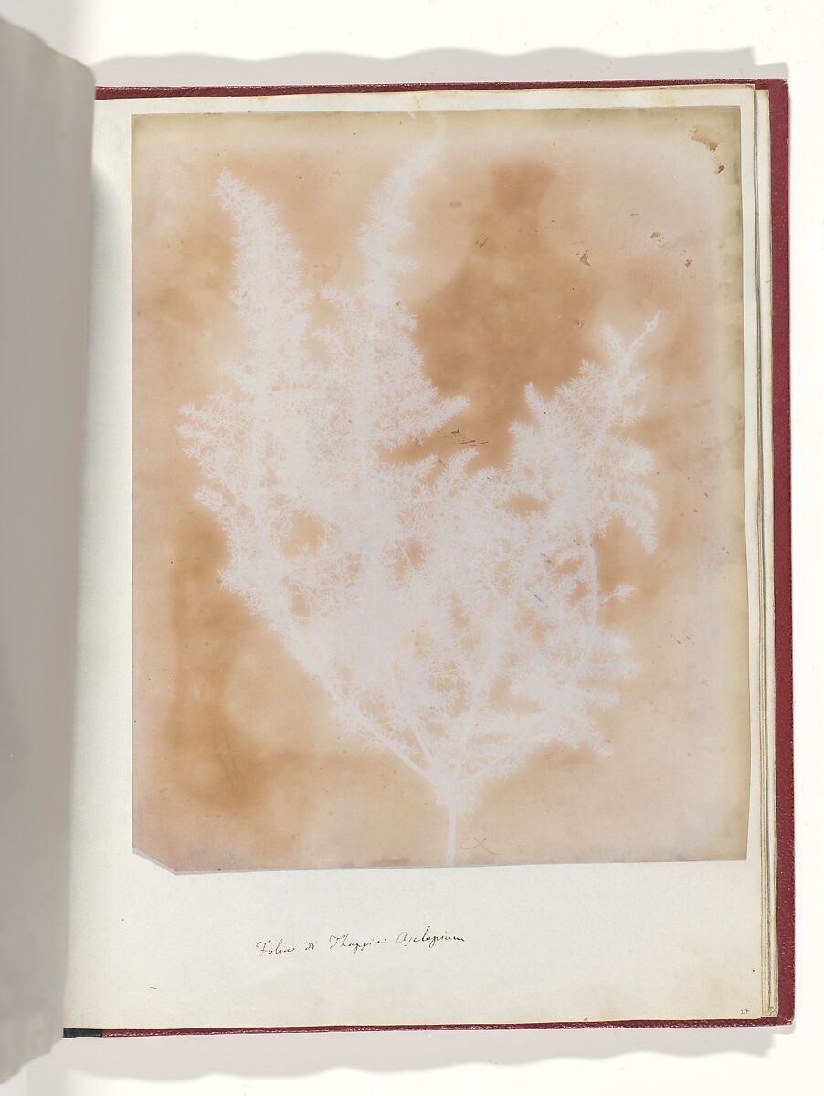 Thapsia Asclepium from Corfu, William Henry Fox Talbot (British, Dorset 1800–1877 Lacock), Salted paper print 