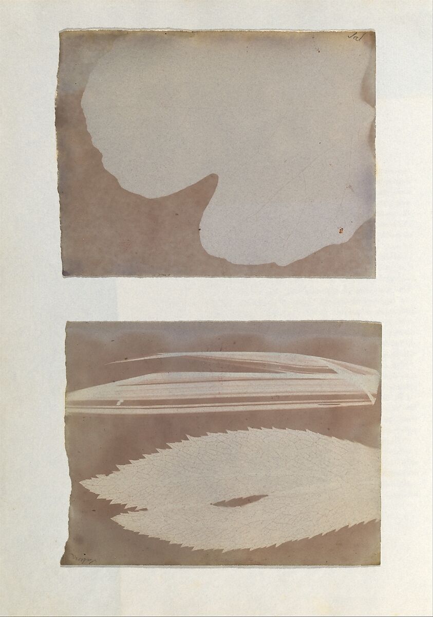 [Photogenic Drawing from Leaf], Likely Sebastiano Tassinari (Italian, 1814–1888), Salted paper prints 