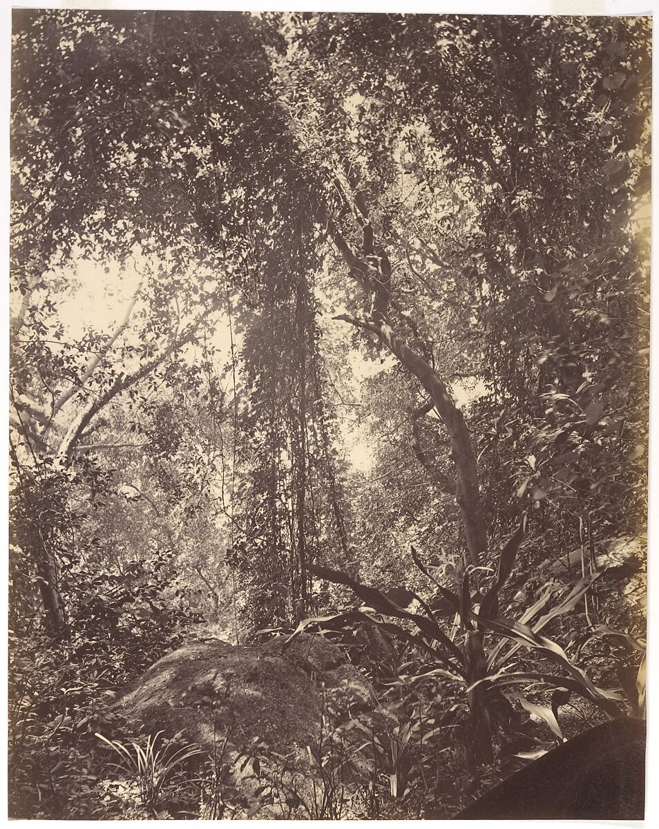 View in Camoens Garden Macao, Attributed to John Thomson (British, Edinburgh, Scotland 1837–1921 London), Albumen silver print from glass negative 