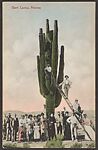 Giant Cactus, Arizona, Photomechanical print 