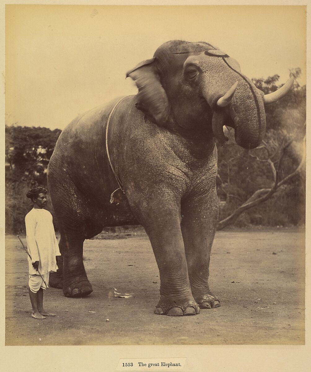 The Great Elephant, Lala Deen Dayal (Indian, Sardhana 1844–1905), Albumen silver print from glass negative 