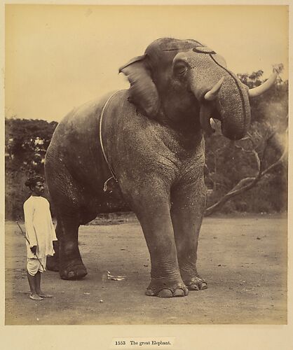 The Great Elephant