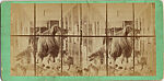 [9 Stereographic Views of the Arsenal Museum, NYC Museum of Natural History, American Museum, Interior Views Showing Stuffed Animals, Central Park, New York], Various, American, Albumen silver prints