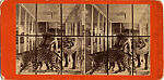 [9 Stereographic Views of the Arsenal Museum, NYC Museum of Natural History, American Museum, Interior Views Showing Stuffed Animals, Central Park, New York], Various, American, Albumen silver prints