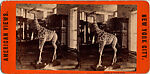 [9 Stereographic Views of the Arsenal Museum, NYC Museum of Natural History, American Museum, Interior Views Showing Stuffed Animals, Central Park, New York], Various, American, Albumen silver prints
