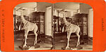 [9 Stereographic Views of the Arsenal Museum, NYC Museum of Natural History, American Museum, Interior Views Showing Stuffed Animals, Central Park, New York], Various, American, Albumen silver prints