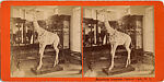 [9 Stereographic Views of the Arsenal Museum, NYC Museum of Natural History, American Museum, Interior Views Showing Stuffed Animals, Central Park, New York], Various, American, Albumen silver prints