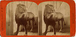 [9 Stereographic Views of the Arsenal Museum, NYC Museum of Natural History, American Museum, Interior Views Showing Stuffed Animals, Central Park, New York], Various, American, Albumen silver prints