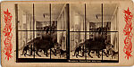 [9 Stereographic Views of the Arsenal Museum, NYC Museum of Natural History, American Museum, Interior Views Showing Stuffed Animals, Central Park, New York]