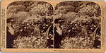 [14 Stereographic Views of Conservatory, Central Park, New York], Various, American, Albumen silver prints