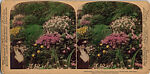 [14 Stereographic Views of Conservatory, Central Park, New York], Various, American, Albumen silver prints