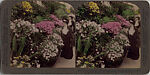 [14 Stereographic Views of Conservatory, Central Park, New York], Various, American, Albumen silver prints
