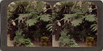[14 Stereographic Views of Conservatory, Central Park, New York], Various, American, Albumen silver prints