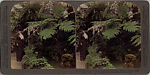 [14 Stereographic Views of Conservatory, Central Park, New York], Various, American, Albumen silver prints