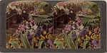 [14 Stereographic Views of Conservatory, Central Park, New York], Various, American, Albumen silver prints