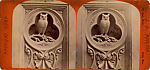 [16 Stereographic Views of Terrace Designs: Close-Up, Central Park, New York], Various, American, Albumen silver prints