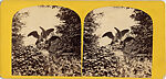 [22 Stereographic Views of Eagles Statue, Central Park, New York], Various, American, Albumen silver prints