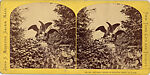 [22 Stereographic Views of Eagles Statue, Central Park, New York], Various, American, Albumen silver prints