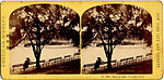 [170 Stereographic Views of Bow Bridge, Central Park, New York], Various, American, Albumen silver prints