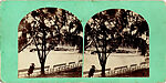 [170 Stereographic Views of Bow Bridge, Central Park, New York], Various, American, Albumen silver prints