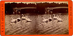 [170 Stereographic Views of Bow Bridge, Central Park, New York], Various, American, Albumen silver prints