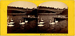 [170 Stereographic Views of Bow Bridge, Central Park, New York], Various, American, Albumen silver prints