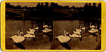 [170 Stereographic Views of Bow Bridge, Central Park, New York], Various, American, Albumen silver prints